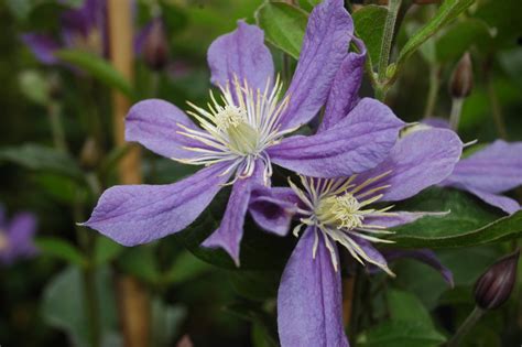 staudenclematis arabella|Stauden